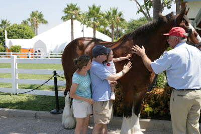 Clydesdales at Sea World