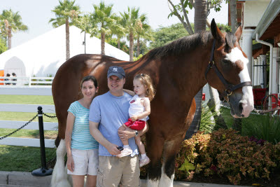 Clydesdales at Sea World