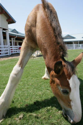 Clydesdales at Sea World