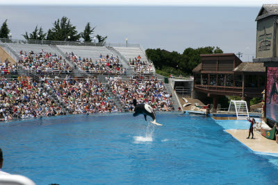Shamu show at Seaworld