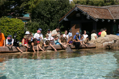 Jodi pets a dolphin at Seaworld