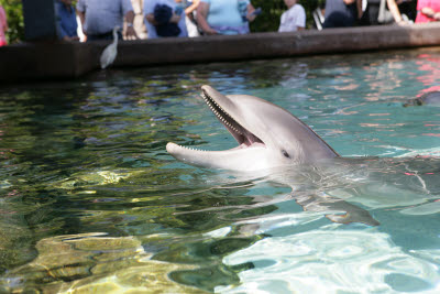 Dolphins at Seaworld