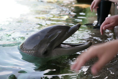 Dolphins at Seaworld