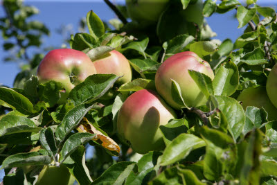 Kiviks Apple House