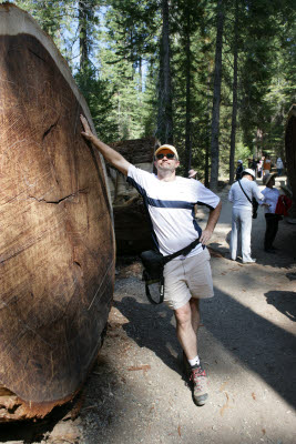 Joe poses by a giant sequoia