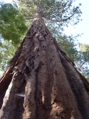 Mariposa Grove