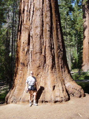 Mariposa Grove