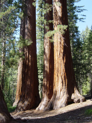 Mariposa Grove