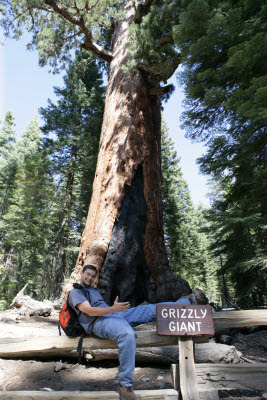 Giant Grizzly in Mariposa Grove, Yosemite, NP