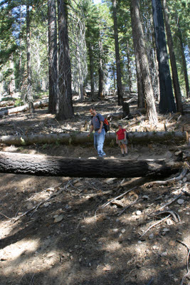 Hiking Mariposa Grove