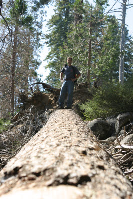 Hiking Mariposa Grove