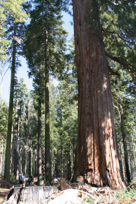 Hiking Mariposa Grove