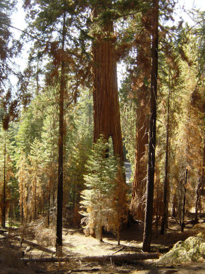 Mariposa Grove