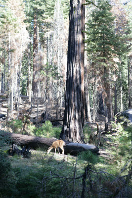 Deer in Mariposa Grove