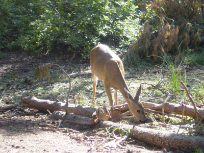 Mariposa Grove