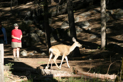 Hiking Mariposa Grove