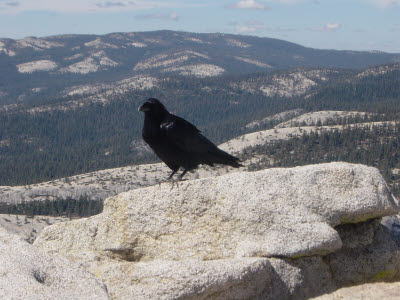 Half Dome Hike