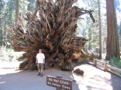 Mariposa Grove of Giant Sequoias, Yosemite, NP