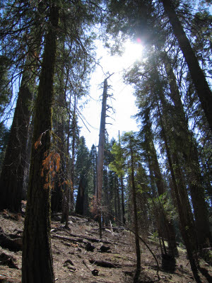 Mariposa Grove of Giant Sequoias, Yosemite, NP