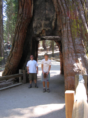 Mariposa Grove of Giant Sequoias, Yosemite, NP