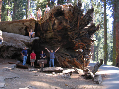 Mariposa Grove of Giant Sequoias, Yosemite, NP