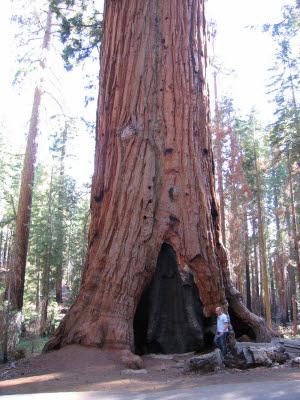 Mariposa Grove of Giant Sequoias, Yosemite, NP