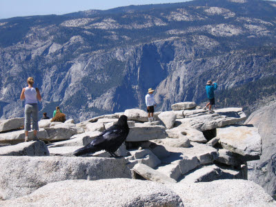 Half Dome Hike, Yosemite, NP