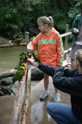 Feeding Lorikeets