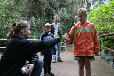 Feeding Lorikeets