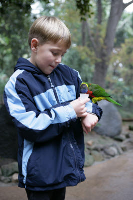 Mikey feeding Lorikeet at Wild Animal Park