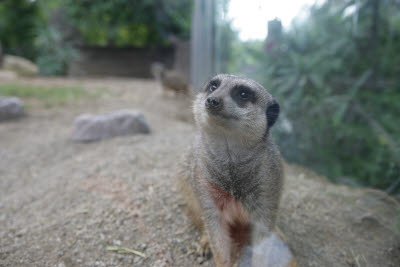 Meerkat at Wild Animal Park