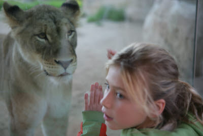 Lion watchs Kelly