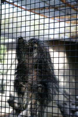 Porcupine on the Fence