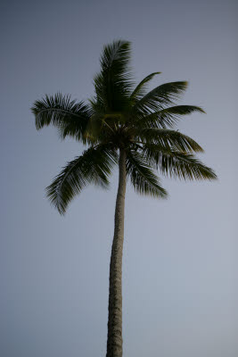 The Beach at the Rincon Beach Resort