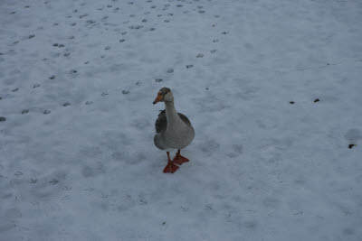 Goose by Idaho Falls