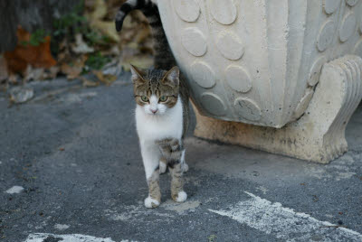 il Gatto