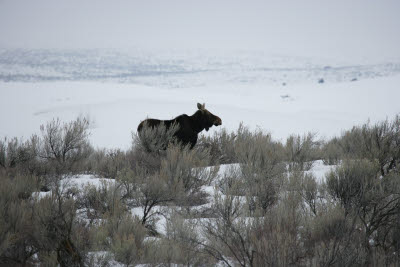 Moose at St. Anthony's Sand Dunes, Idaho