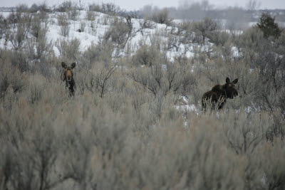 Moose at St. Anthony's Sand Dunes, Idaho