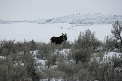 Moose at St. Anthony's Sand Dunes, Idaho