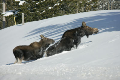 Moose crossing the road in Idaho