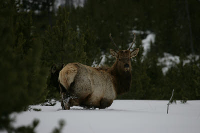 Elk in Yellowstone