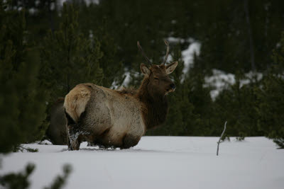 Elk in Yellowstone