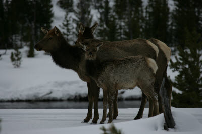 Elk in Yellowstone