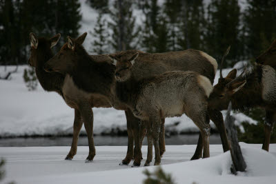 Elk in Yellowstone