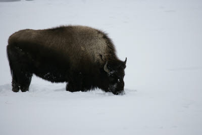 Bison in Yellowstone