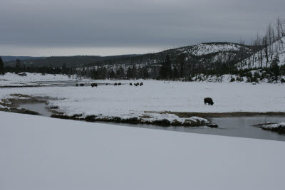 Bison in Yellowstone