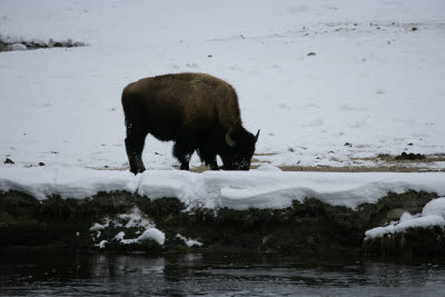 Bison in Yellowstone