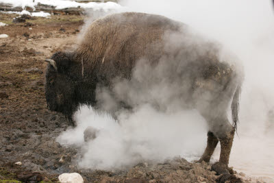 Bison in the Fountain Paint Pot Area, Yellowstone NP