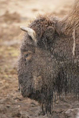 Bison in the Fountain Paint Pot Area, Yellowstone NP