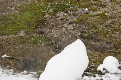 Moss growing near the steam vents